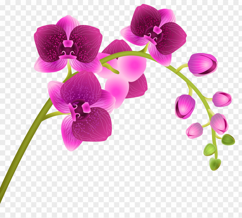Orchid Flower Transparent Clip Art Image Orchids PNG