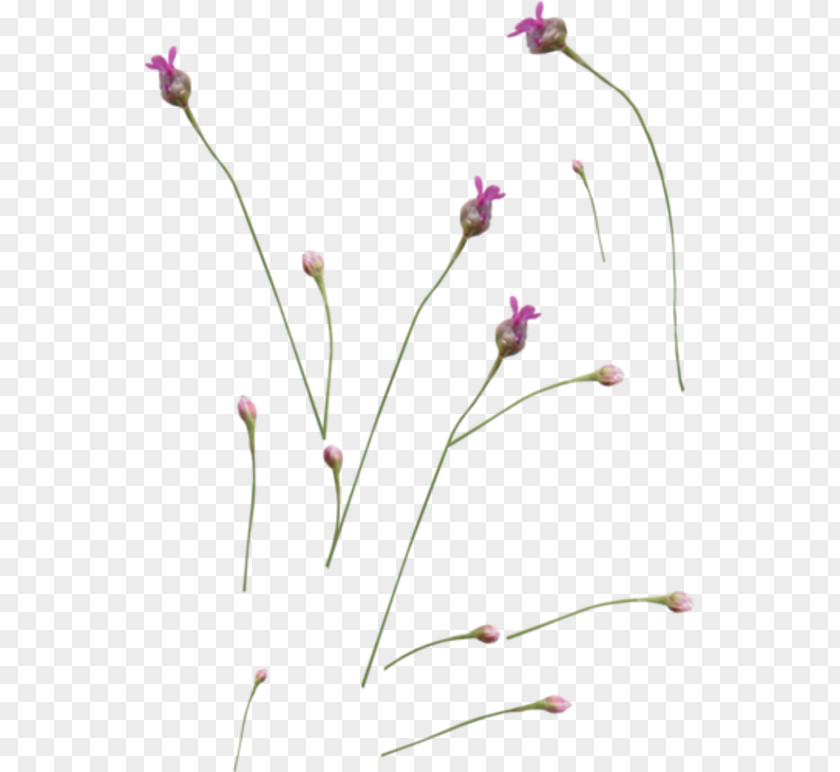 Plant English Lavender Stem Petal French PNG