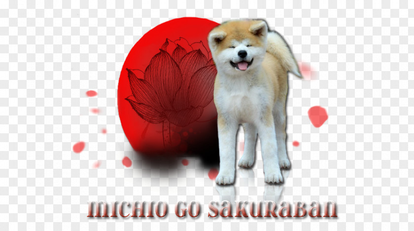Shiba Inu Dog Breed Puppy Love Akita Snout PNG