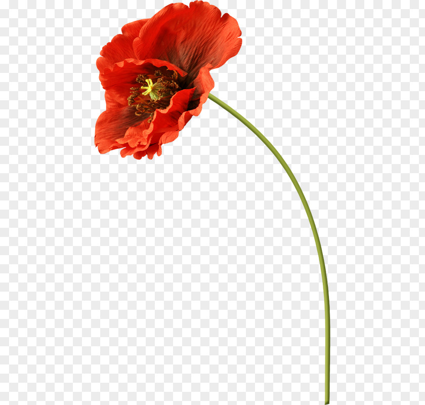 Flower Cut Flowers Common Poppy Clip Art PNG