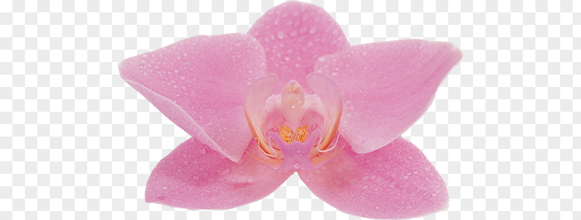 Moth Orchids Pink M PNG