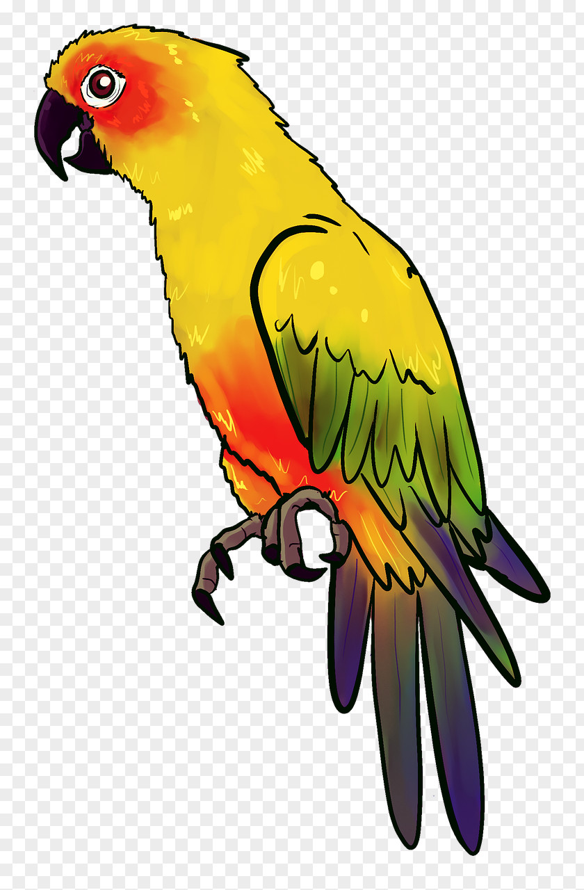Yellow Parrot Bird Illustration PNG