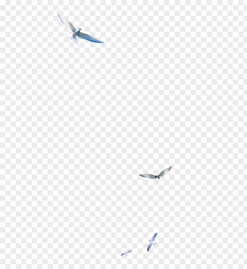 Birds Blue Line Angle Point Sky PNG