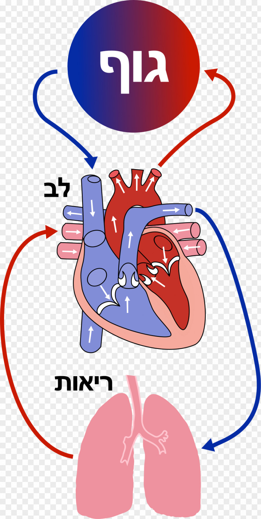 Blood Circulatory System Vessel Human Heart PNG