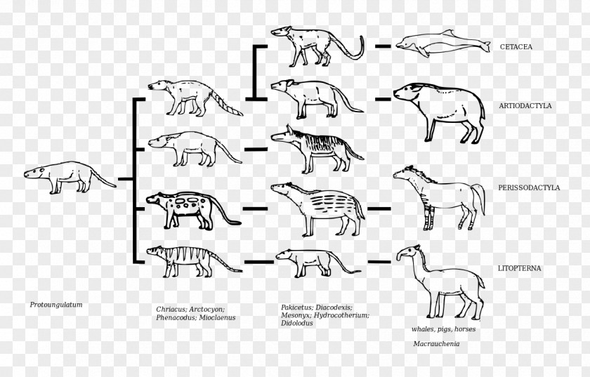 Deer Carnivora Rhinoceros Mammal Evolution PNG