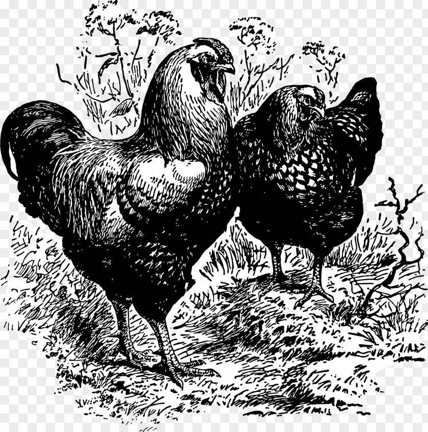 Gallic Rooster Fauna Beak Chicken As Food PNG