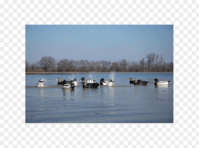 Goose Duck Waterfowl Hunting Decoy PNG