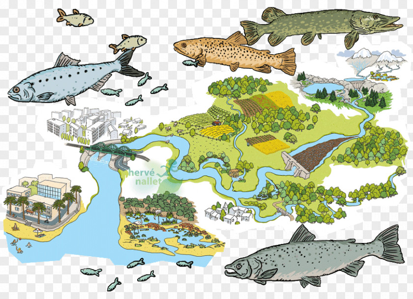Marine Biology Ecosystem Fauna Mammal Illustration PNG