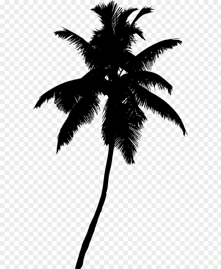 Palm Leaves Arecaceae Tree Plant Clip Art PNG