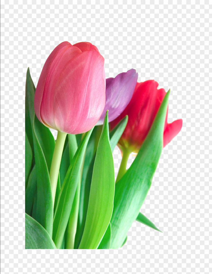 Tulip Clipart Flower Pink Clip Art PNG