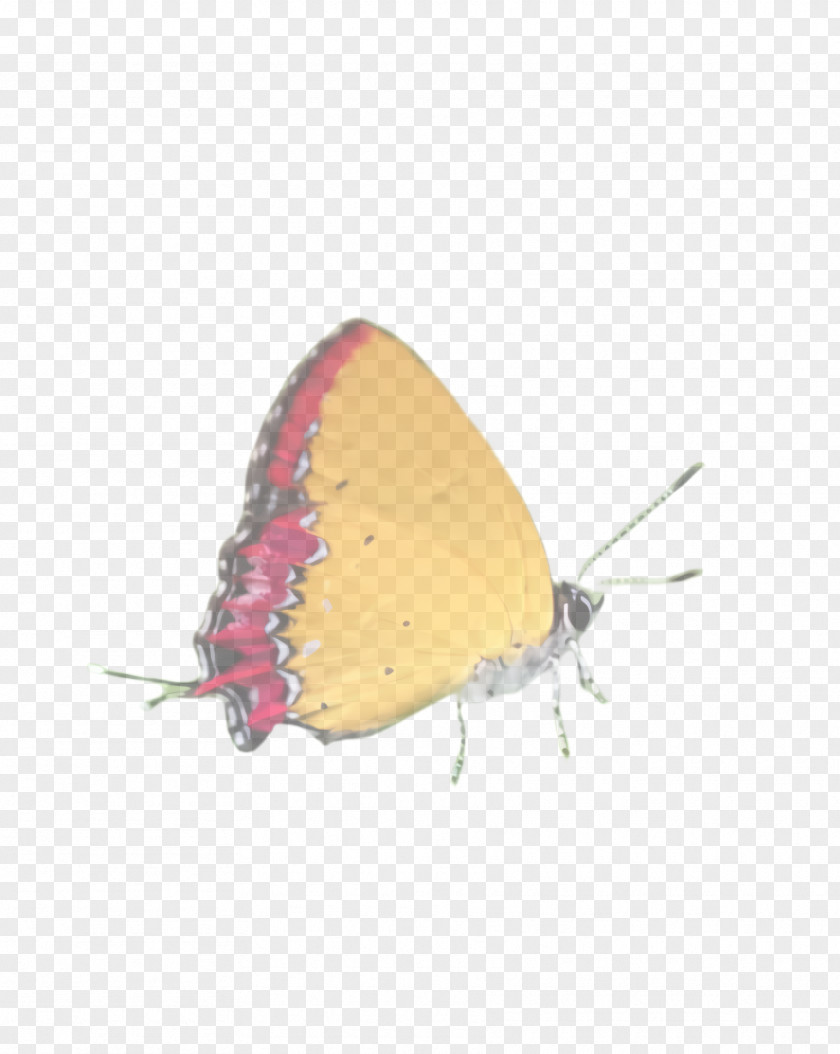 Brushfooted Butterfly Pieridae Insect Moths And Butterflies Lycaenid Pollinator PNG