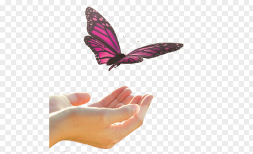 Butterfly Brush-footed Butterflies Nail Magenta PNG