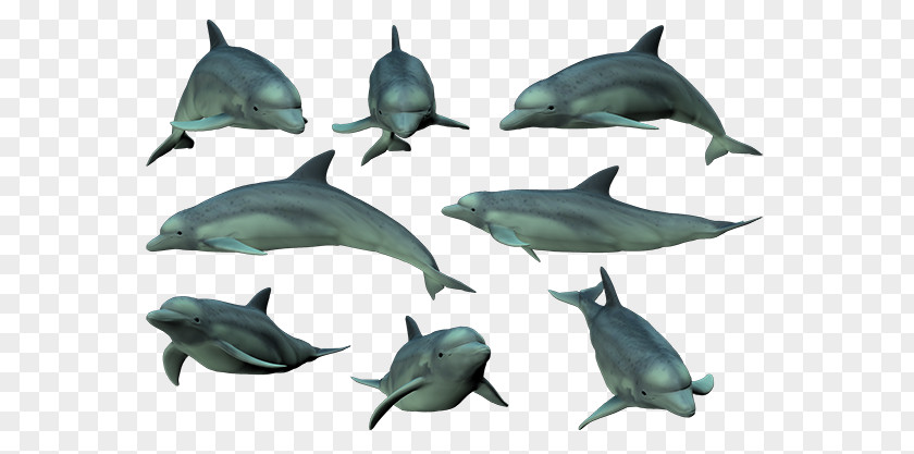 Dolphin Common Bottlenose Short-beaked Tucuxi Rough-toothed Spinner PNG