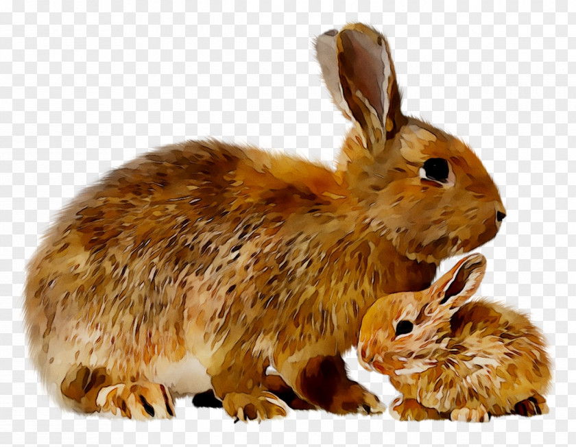 Domestic Rabbit Hare Fauna Terrestrial Animal PNG