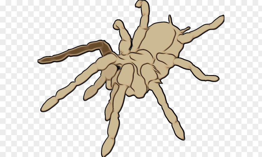 Finger Hand Spider Tarantula Arachnid Cartoon PNG