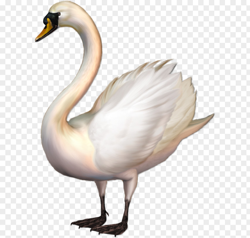 Lovely Swan Whooper Bird Tundra Clip Art PNG