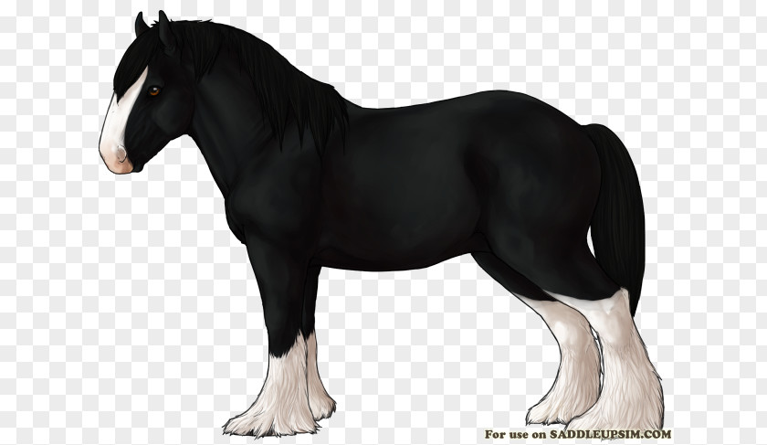 Shire Horse Pony Mustang Percheron Stallion PNG
