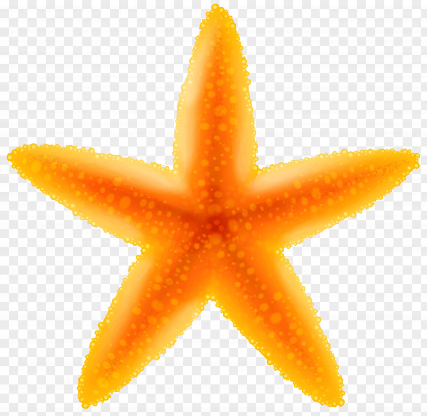 Starfish Transparent Image Clip Art PNG