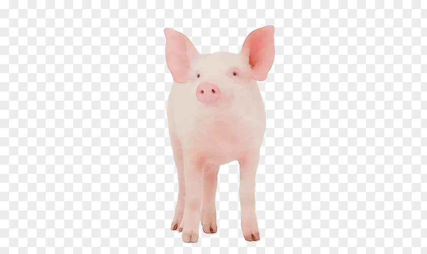 Stuffed Toy Beige Pig Cartoon PNG