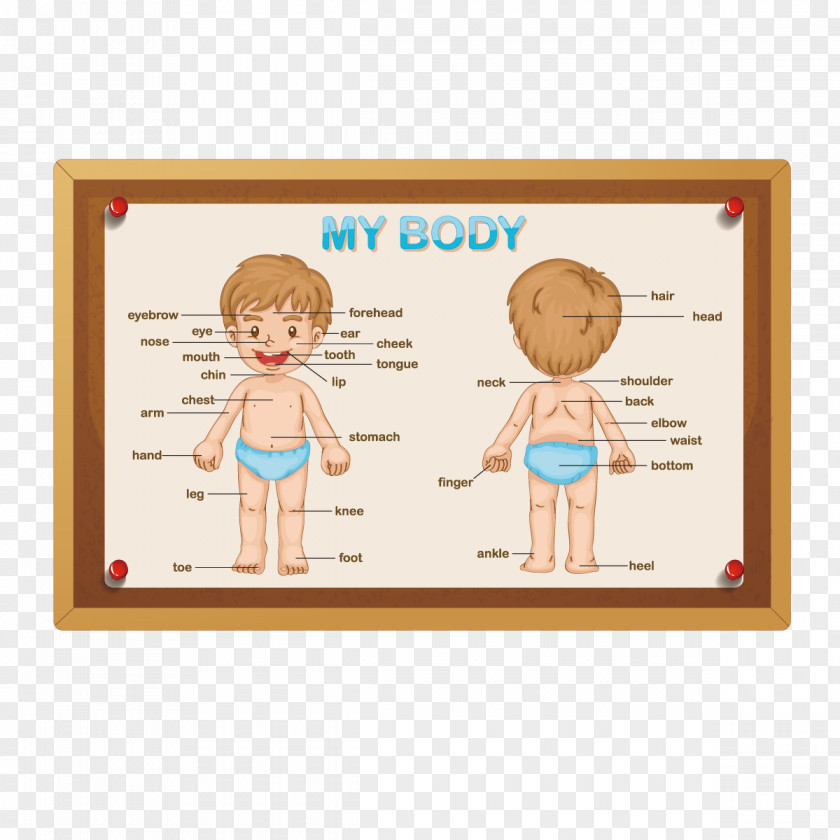 Vector Boy Body Human Royalty-free Anatomy Stock Photography PNG