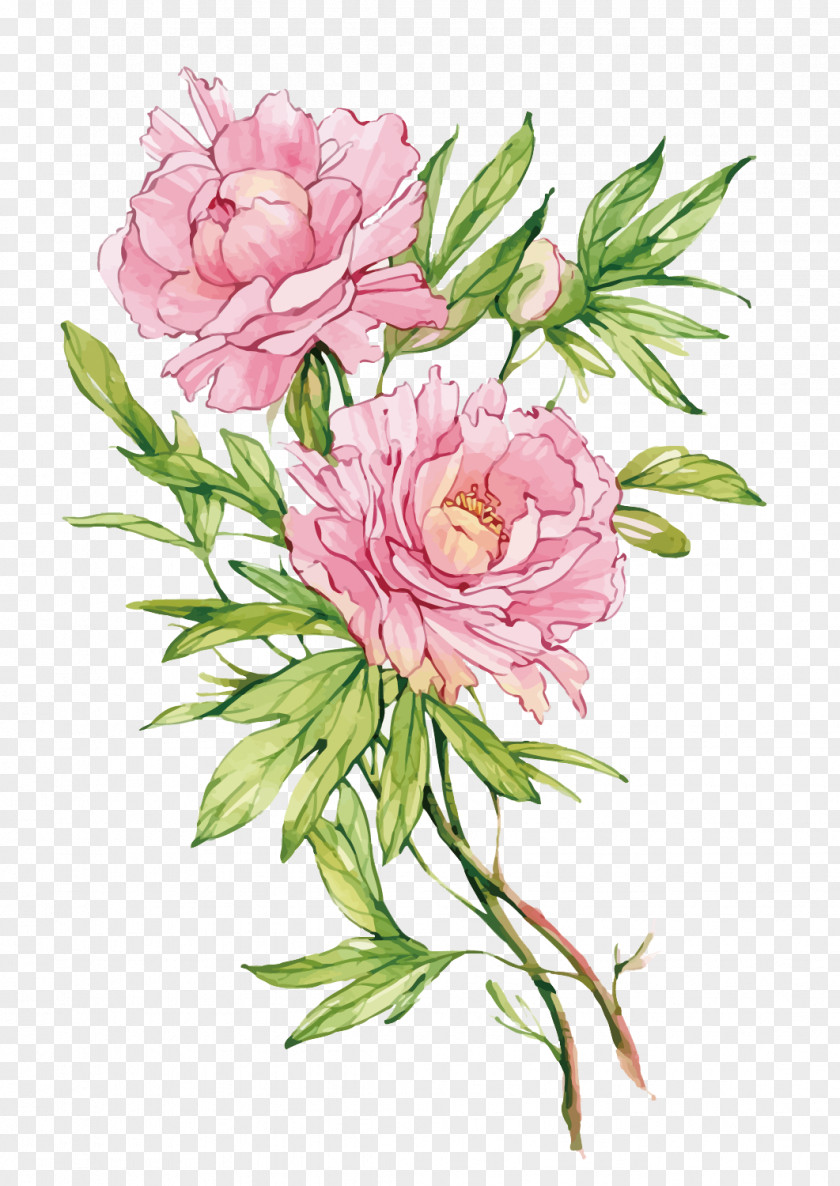 Vector Pink Peony Flower Moutan PNG
