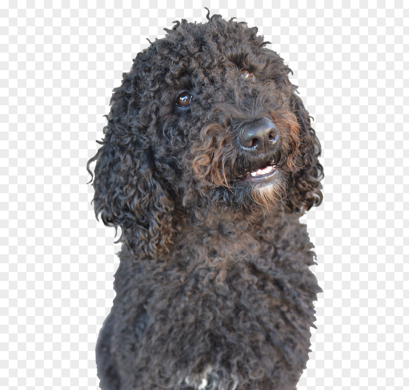 A5lan Standard Poodle Irish Water Spaniel American Barbet Spanish Dog PNG