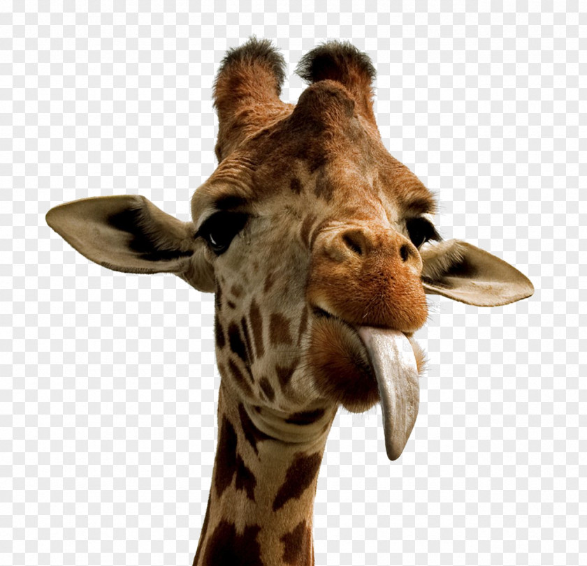 Giraffe Desktop Wallpaper Cuteness High-definition Video PNG