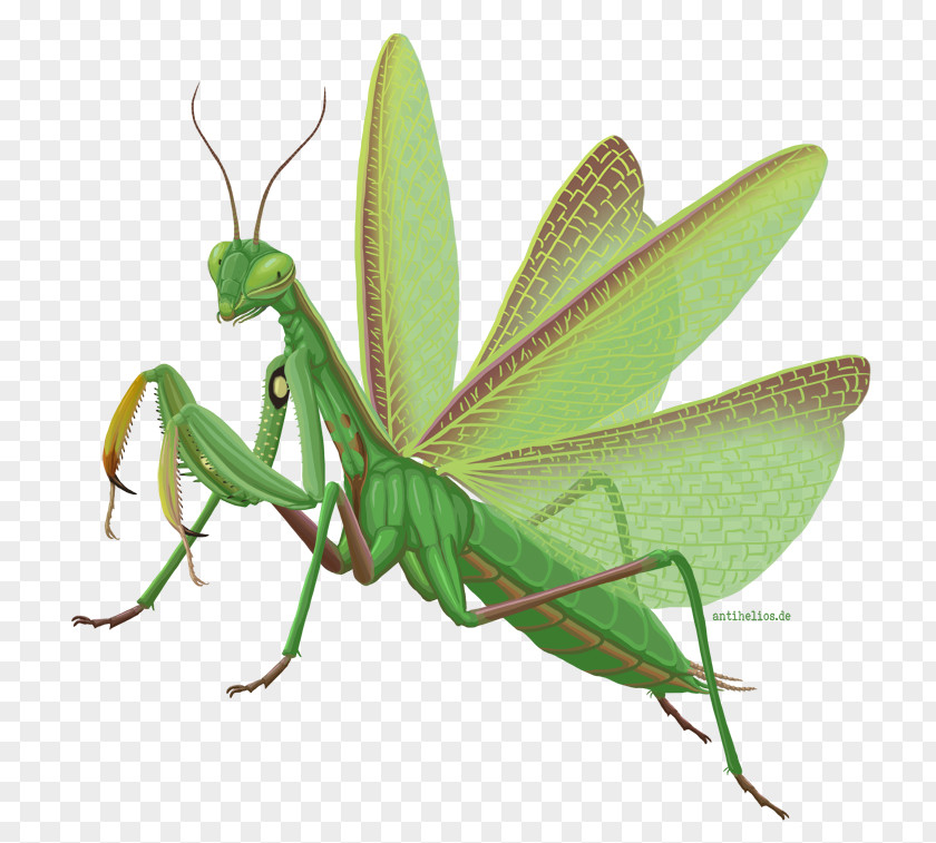 Insect European Mantis Infographic Locust PNG