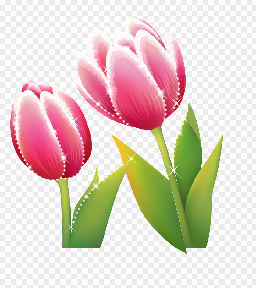 Tulip Flower Wallpaper PNG