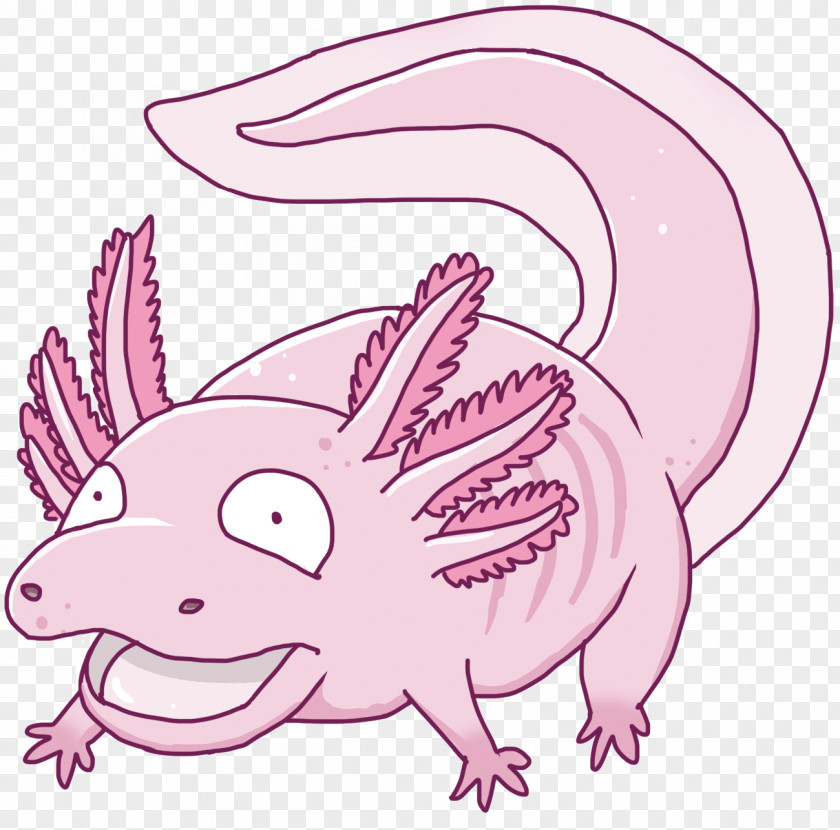 Axolotl Drawing Jedimastermossfur Clip Art Illustration Image PNG