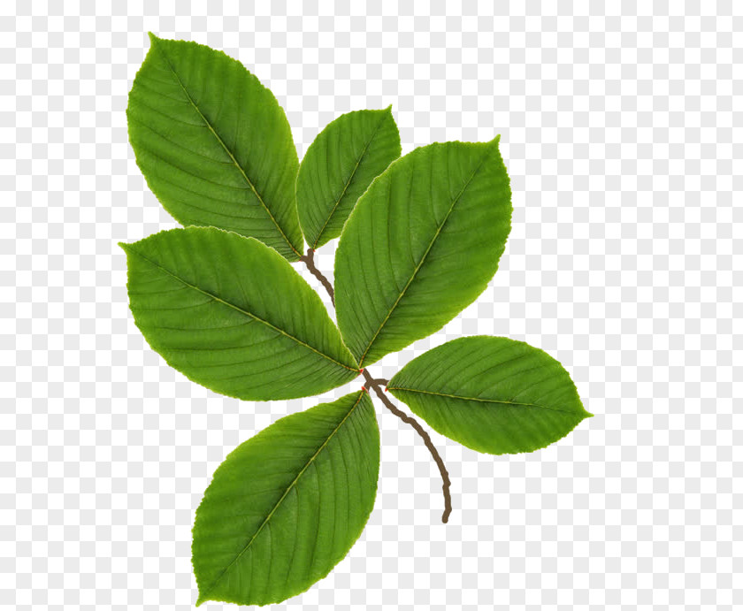 Botanic Ornament Leaf Tree Twig Green Shoot PNG