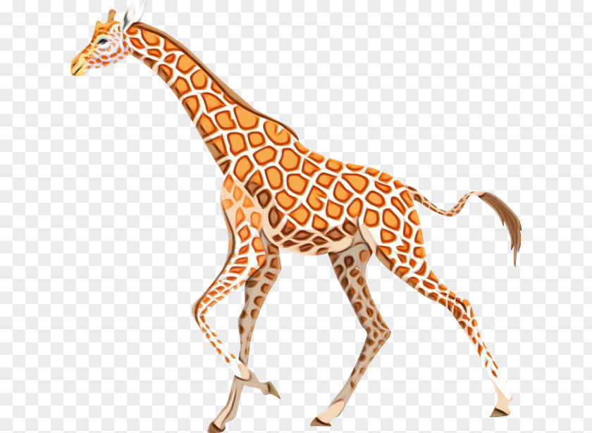 Neck Snout Giraffidae Giraffe Terrestrial Animal Figure Wildlife PNG