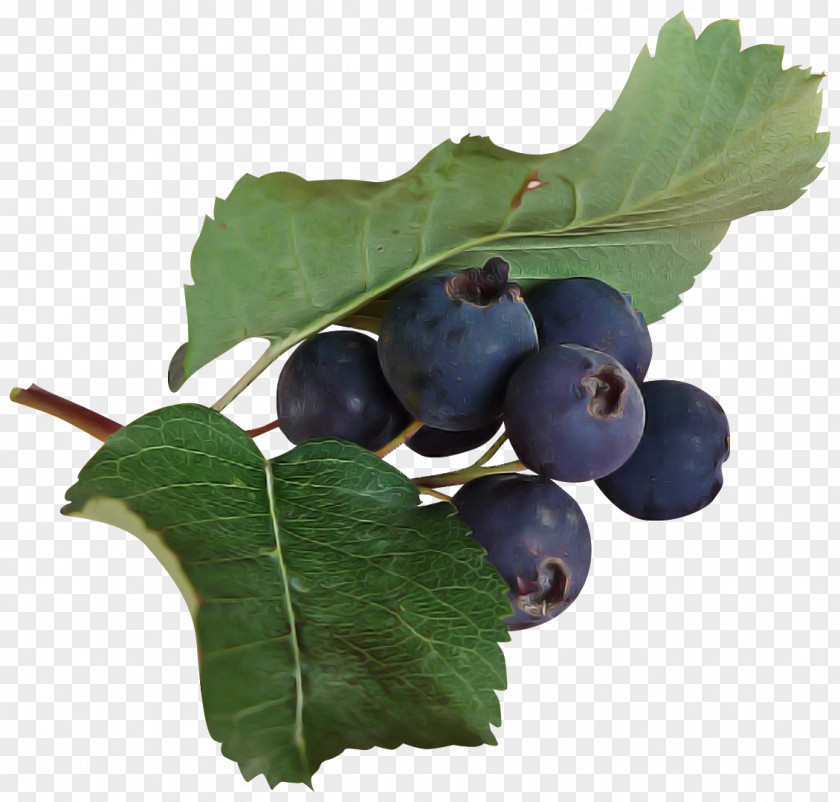 Plant Fruit Leaf Berry Food PNG
