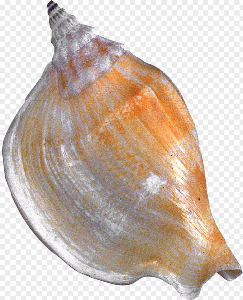 Shells Seashell Cockle Clam Conchology Molluscs PNG
