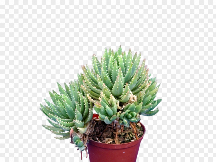 Aloe Brevifolia Vera Cactaceae Centuryplant Acanthocereus Tetragonus PNG