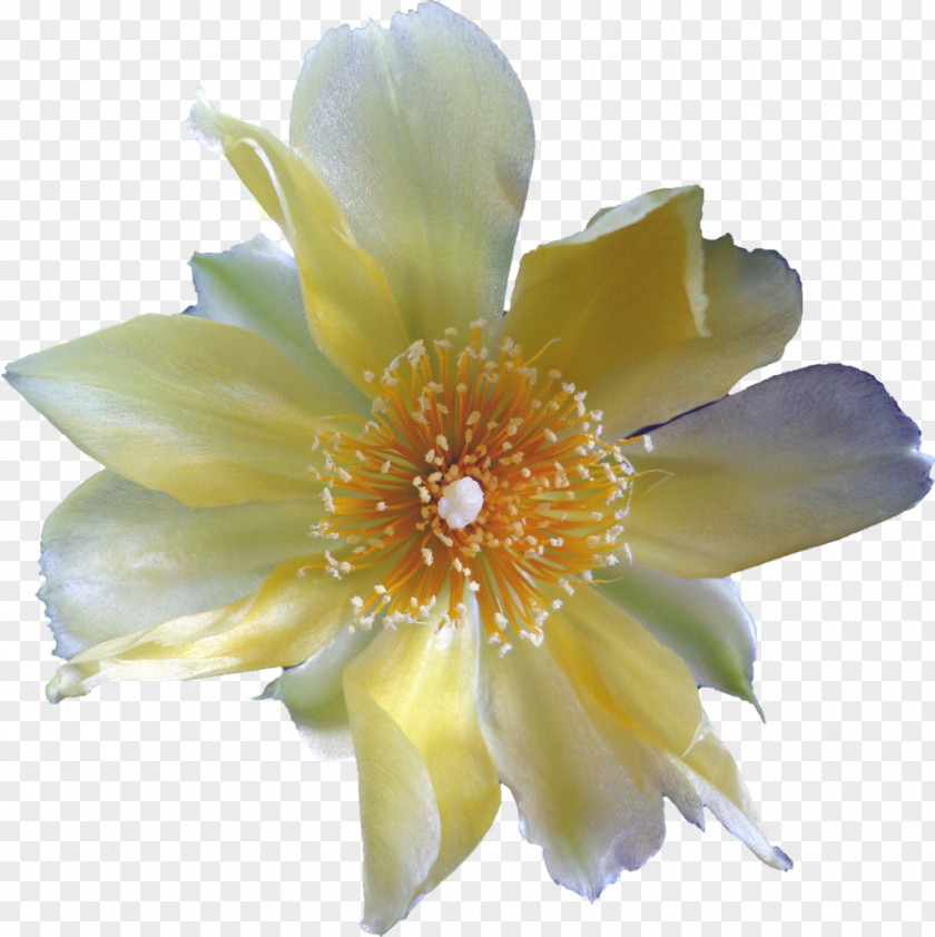 Cactus Freaky Flowers Cactaceae Yellow PNG