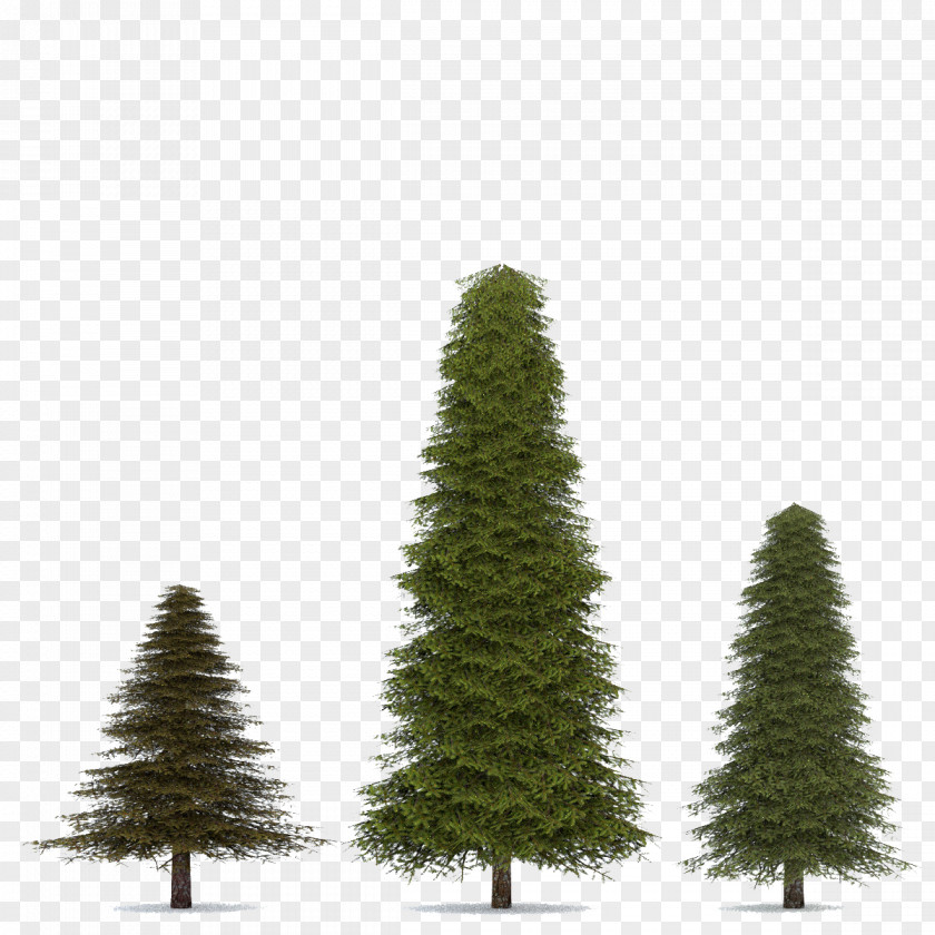 Fir-Tree Transparent Image Fir Spruce Pine Tree PNG