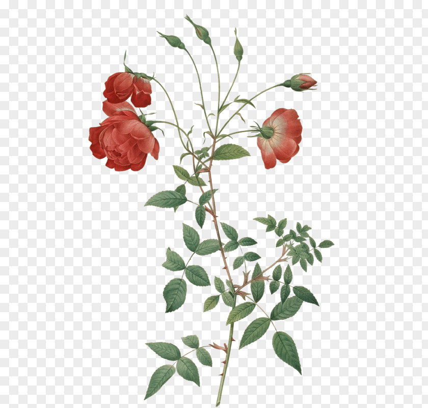 Flower Garden Roses Cabbage Rose Botanical Illustration Hybrid Tea PNG