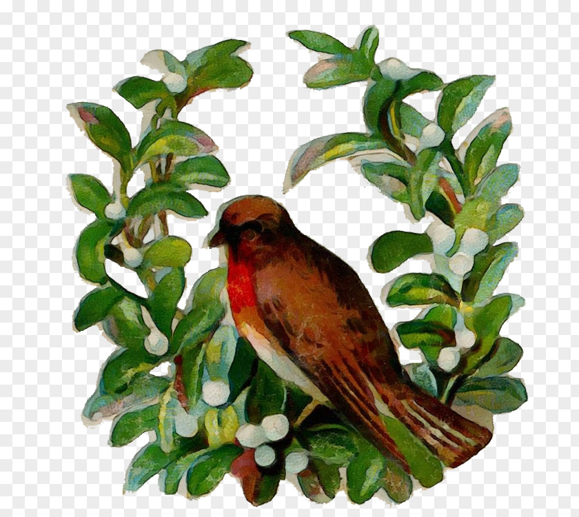 Plant Cuckoo Bird Beak Songbird Perching Branch PNG