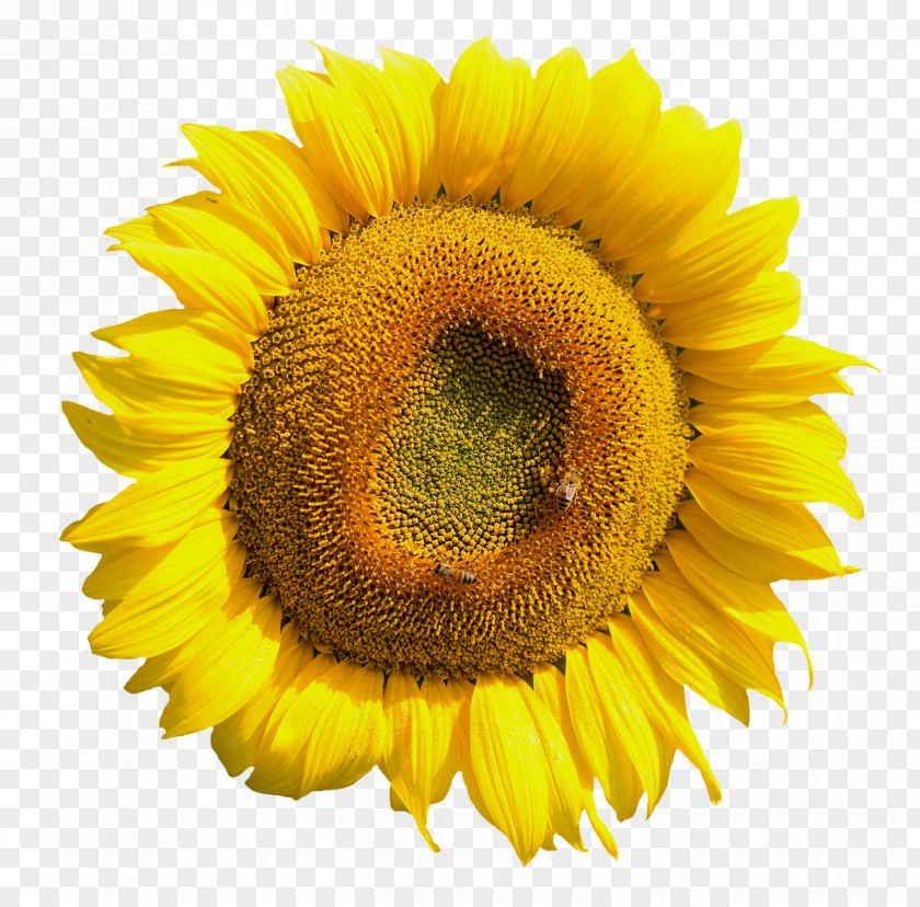 Yellow Sunflower Flower Common Clip Art PNG