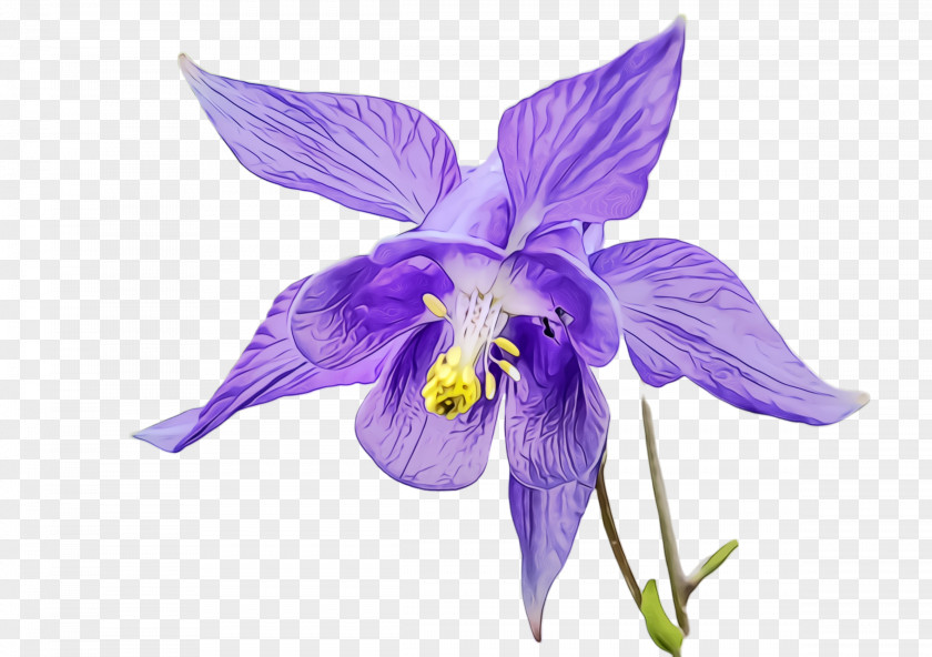 Iris Viola Flower Flowering Plant Violet Purple PNG