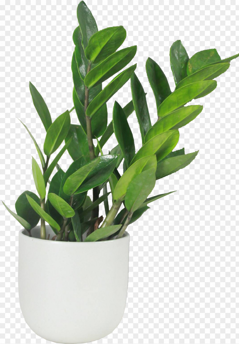 Leaf Flowerpot Houseplant Herb Plant Stem PNG