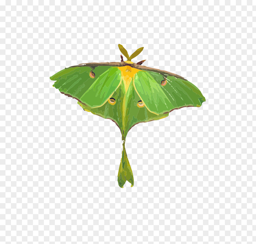 Moth Luna Butterfly Clip Art PNG