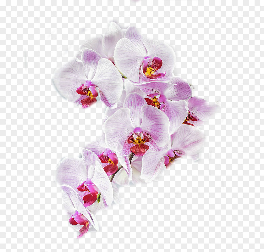 Moth Orchids Cut Flowers Petal PNG
