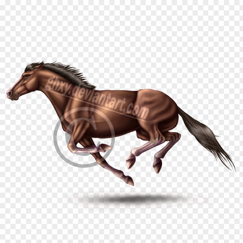 Mustang Stallion Rein Mare Halter PNG