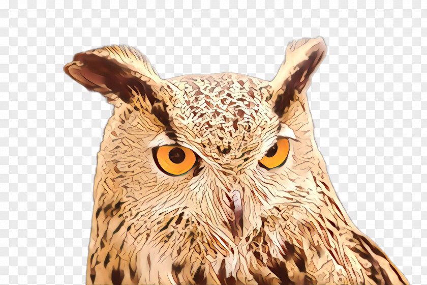 Owl Bird Of Prey Eastern Screech PNG