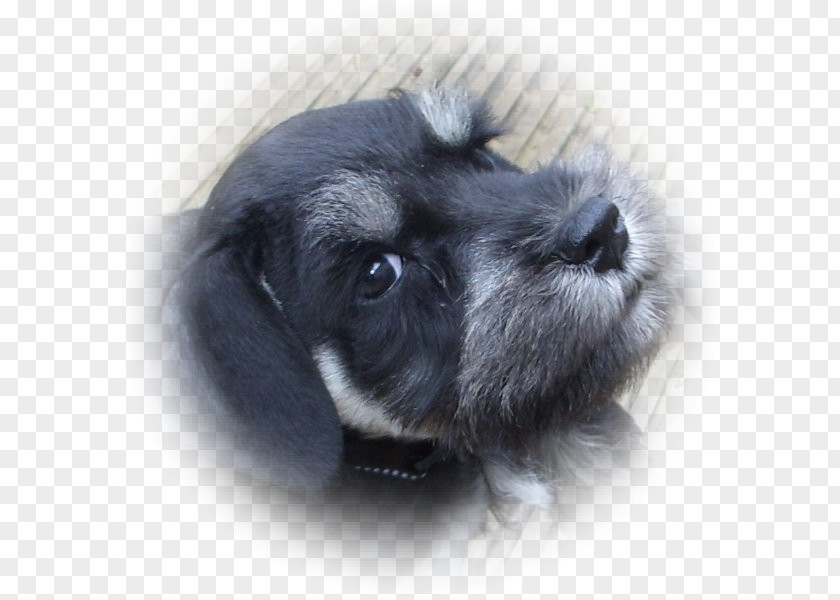 Puppy Miniature Schnauzer Standard Schnoodle Affenpinscher Dog Breed PNG