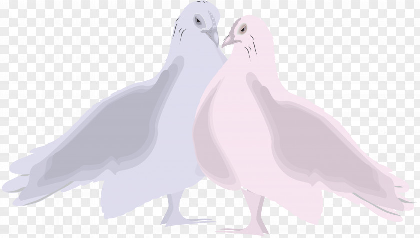 Wing Parrot Bird PNG