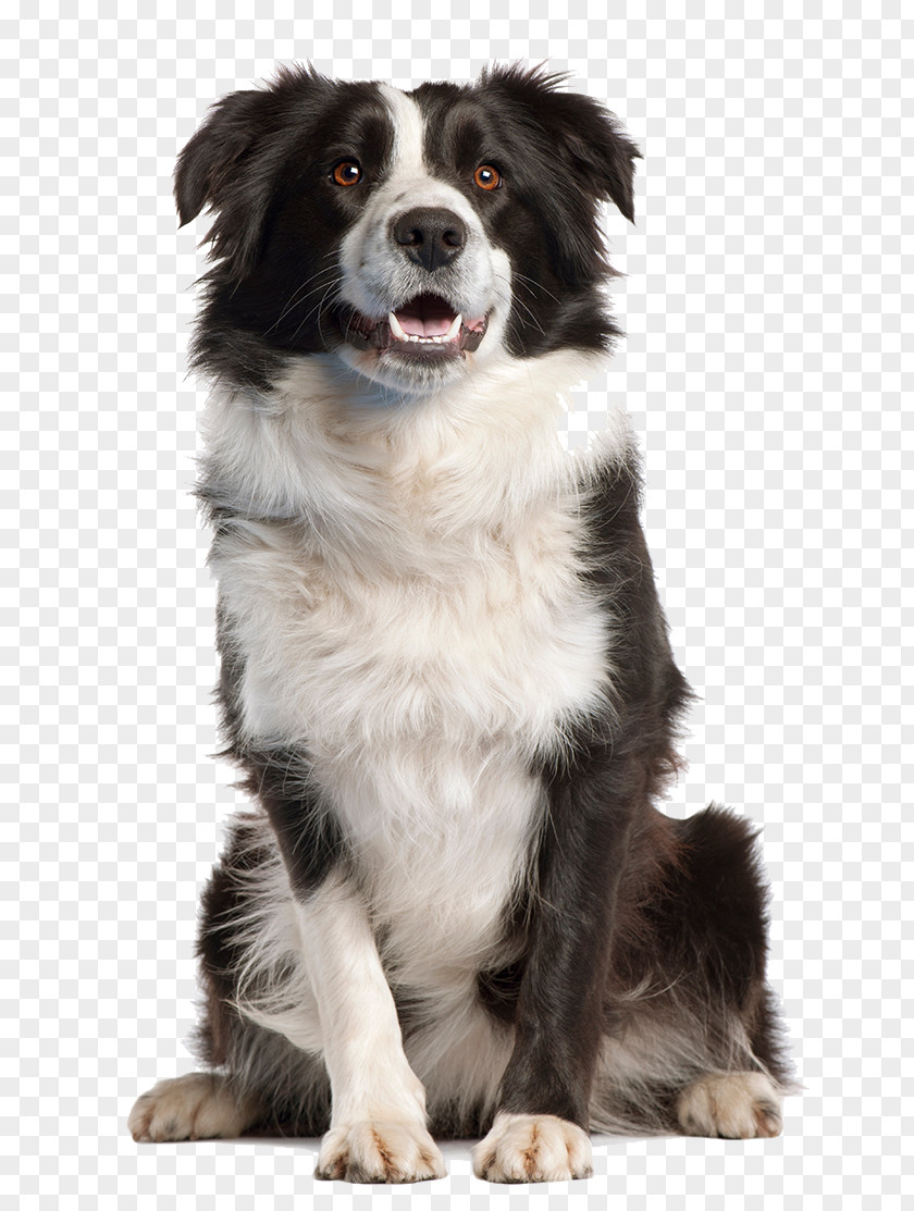 Border Collie Transparent Image Beagle Bull Terrier Chihuahua Shiba Inu PNG