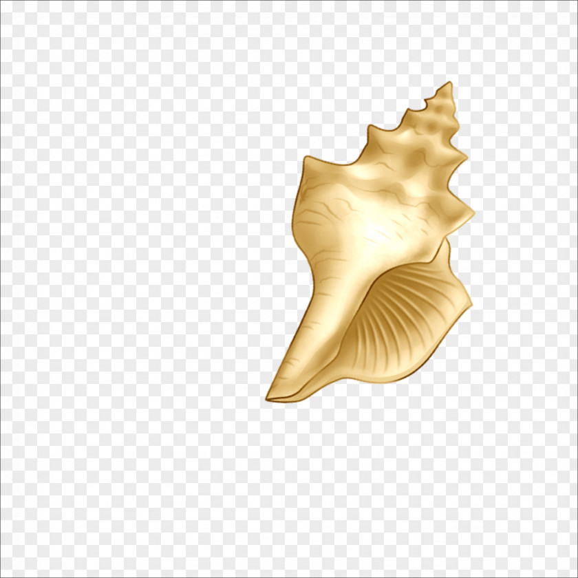 Conch Beach Sea Snail Seashell PNG